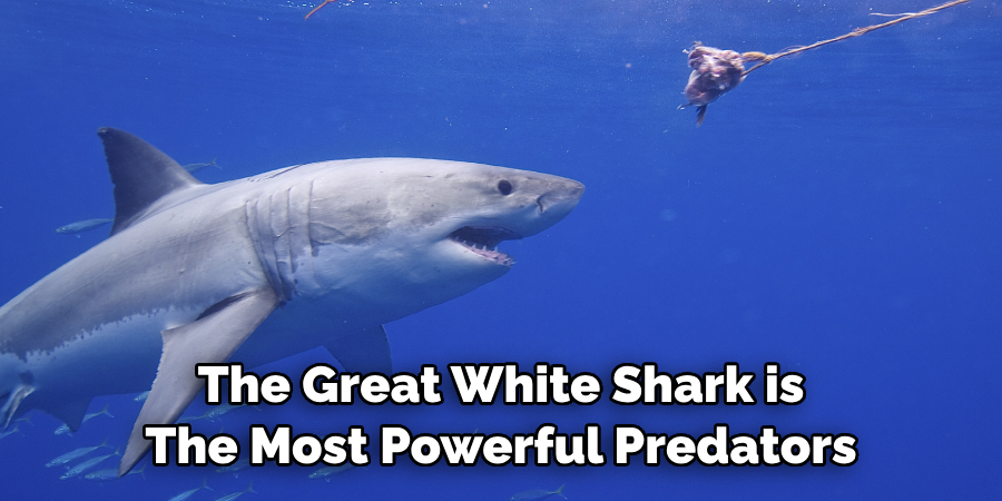 The Great White Shark is 
The Most Powerful Predators