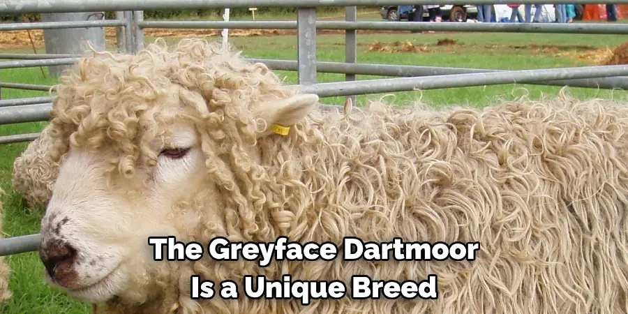 The Greyface Dartmoor 
Is a Unique Breed
