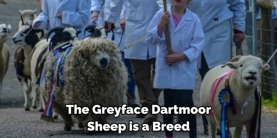 The Greyface Dartmoor
Sheep is a Breed