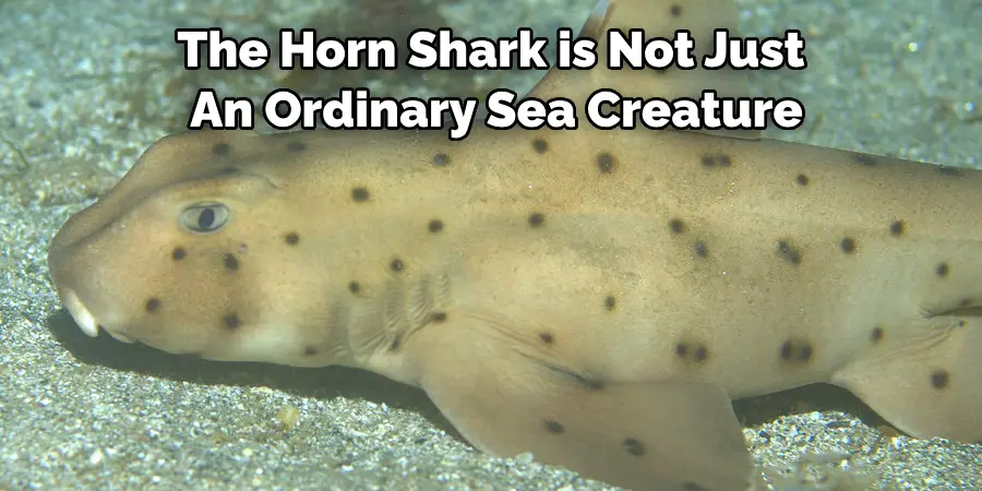 The Horn Shark is Not Just 
An Ordinary Sea Creature