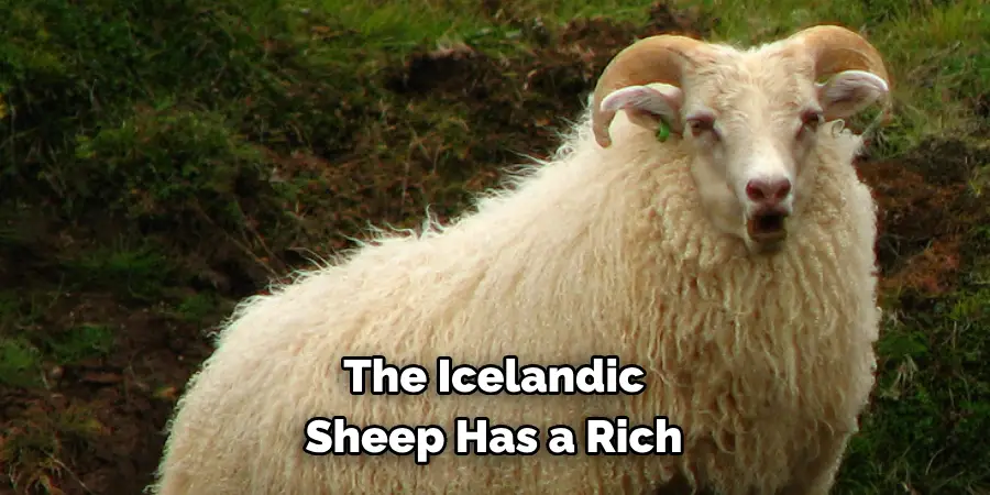 The Icelandic 
Sheep Has a Rich