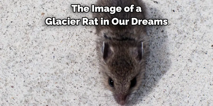 The Image of a 
Glacier Rat in Our Dreams