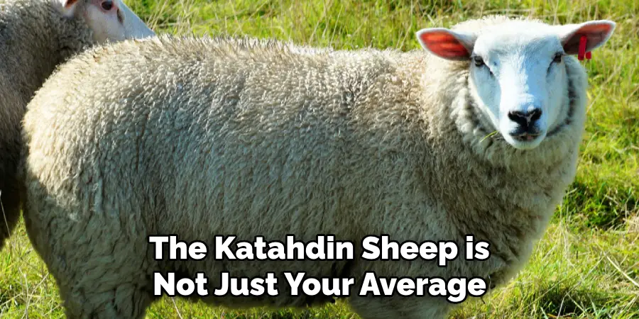 The Katahdin Sheep is 
Not Just Your Average 