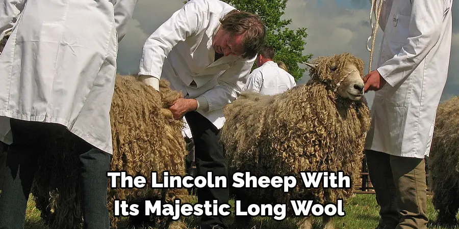 The Lincoln Sheep With 
Its Majestic Long Wool