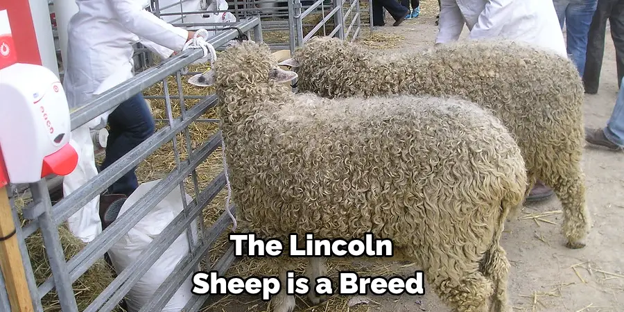 The Lincoln Sheep is a Breed 