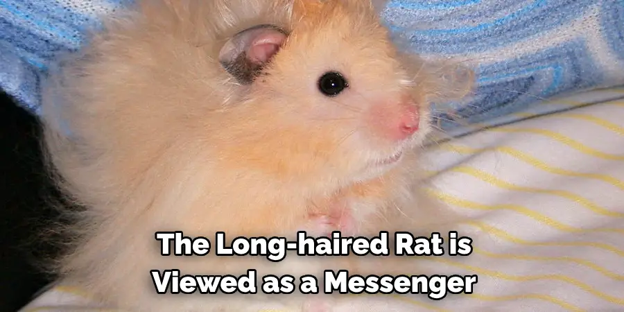 The Long-haired Rat is 
Viewed as a Messenger