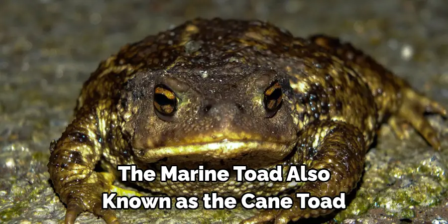 The Marine Toad Also 
Known as the Cane Toad