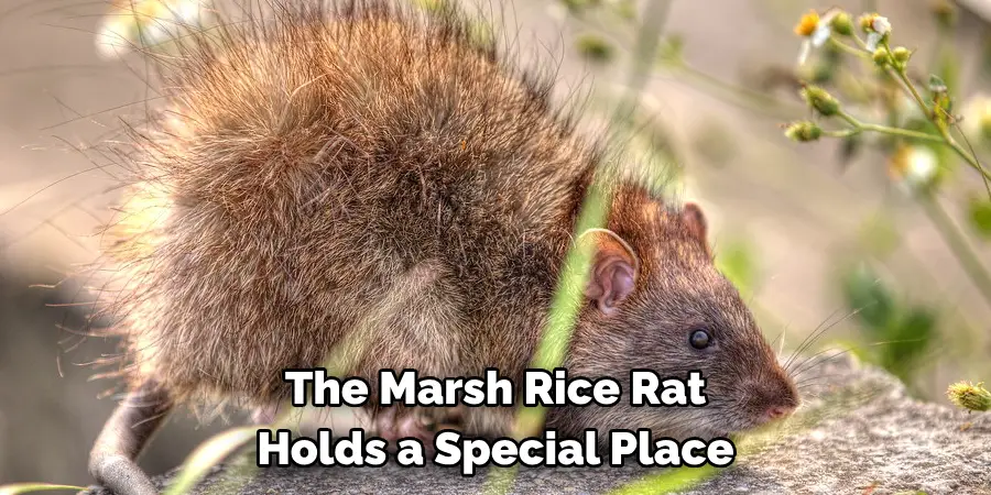 The Marsh Rice Rat 
Holds a Special Place
