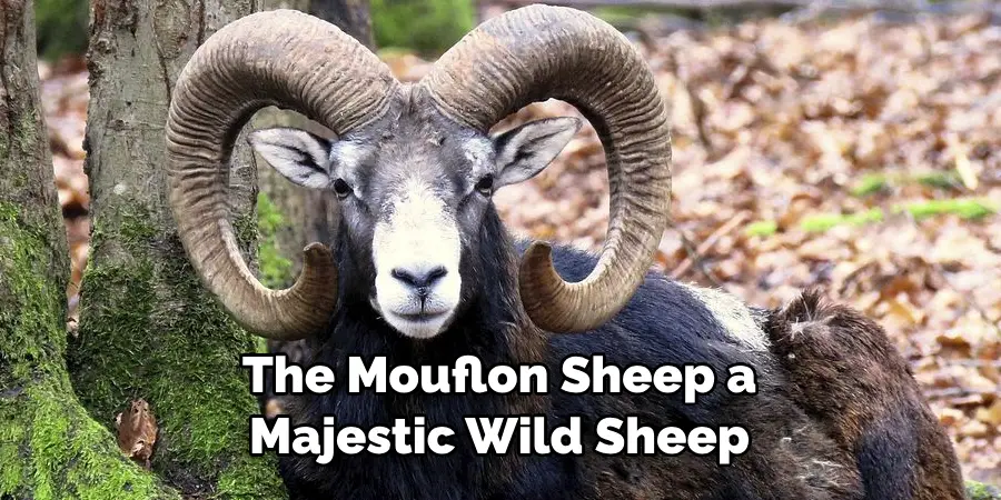 The Mouflon Sheep a 
Majestic Wild Sheep