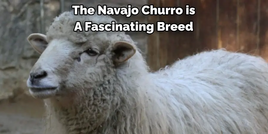 The Navajo Churro is 
A Fascinating Breed