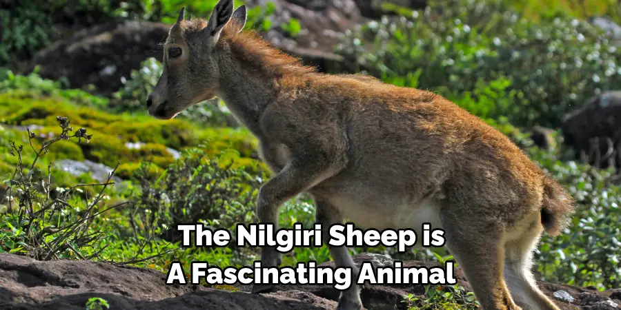 The Nilgiri Sheep is 
A Fascinating Animal 