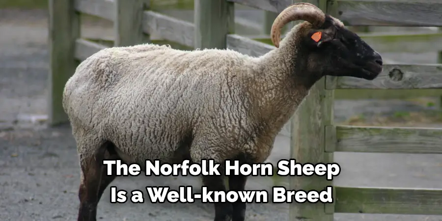 The Norfolk Horn Sheep 
Is a Well-known Breed 