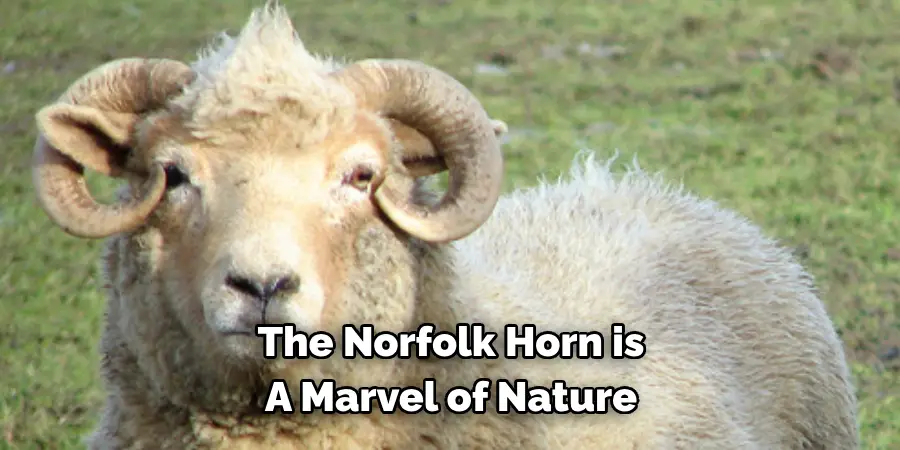 The Norfolk Horn is 
A Marvel of Nature