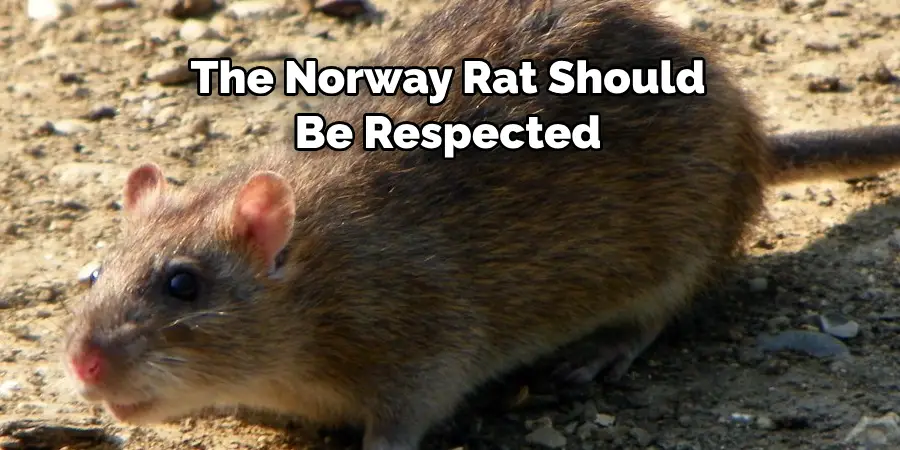The Norway Rat Should 
Be Respected