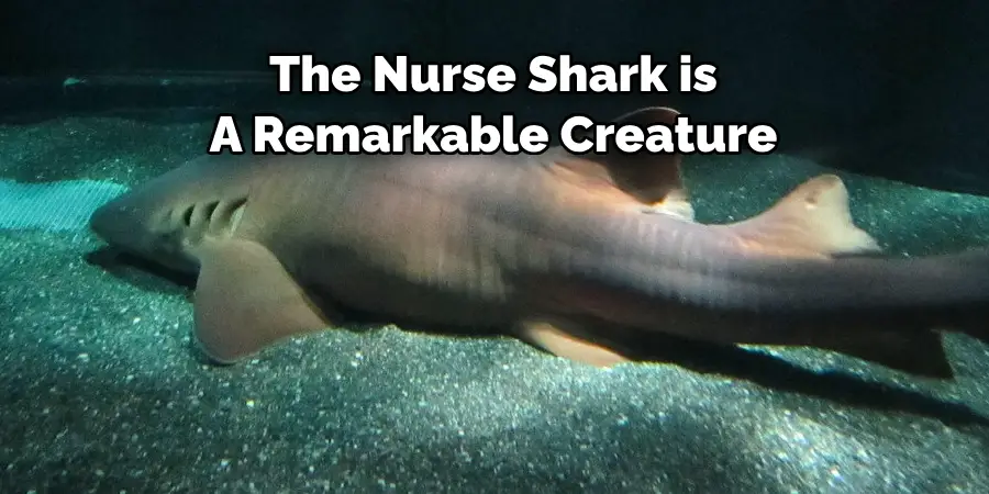 The Nurse Shark is A Remarkable Creature