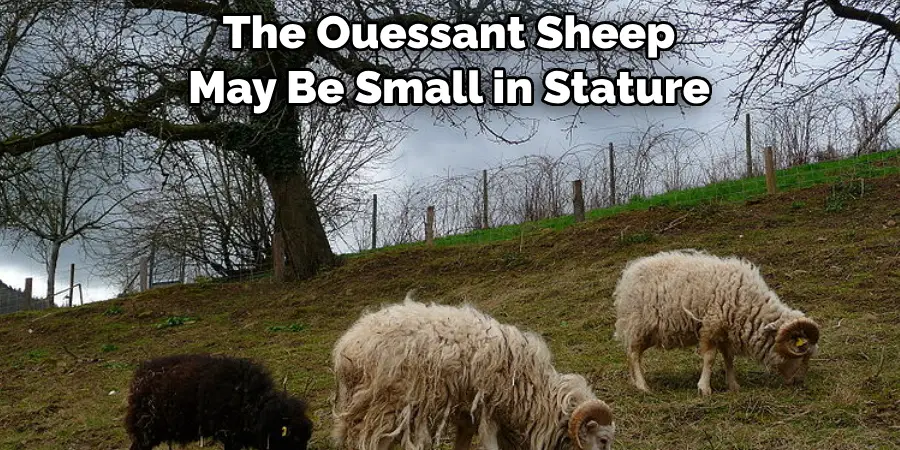 The Ouessant Sheep May Be Small in Stature
