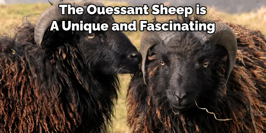 The Ouessant Sheep is A Unique and Fascinating