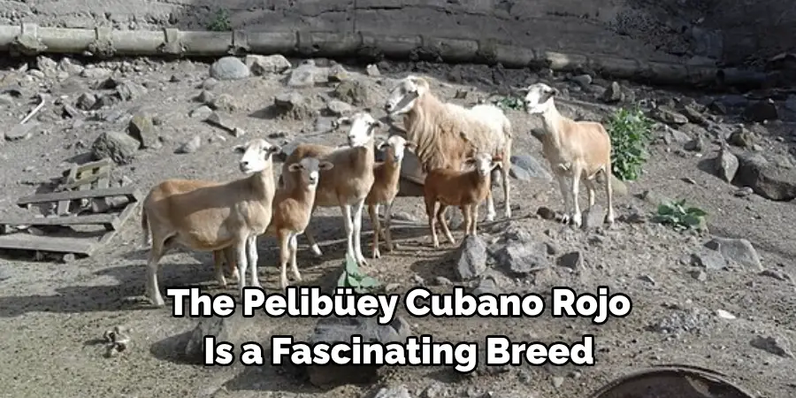 The Pelibüey Cubano Rojo 
Is a Fascinating Breed