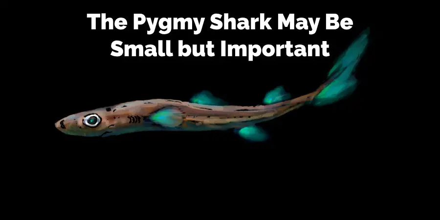 The Pygmy Shark May Be 
Small but Important