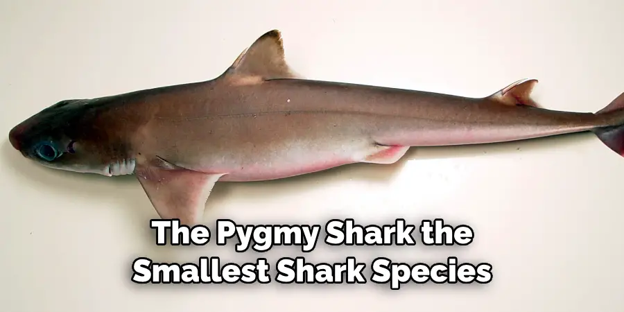 The Pygmy Shark the 
Smallest Shark Species