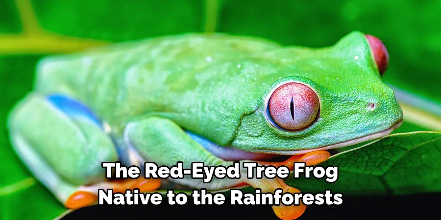 The Red-Eyed Tree Frog 
Native to the Rainforests