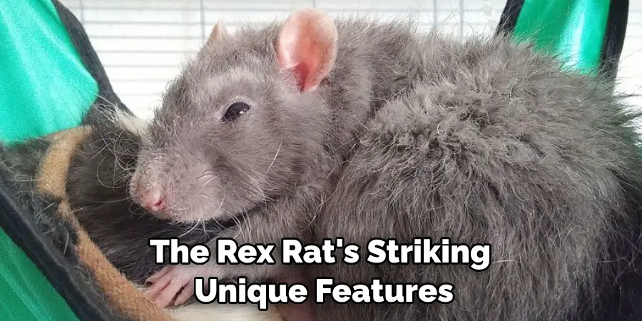 The Rex Rat's striking appearance and unique features