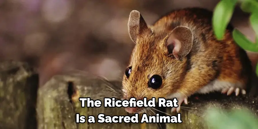 The Ricefield Rat Is a Sacred Animal
