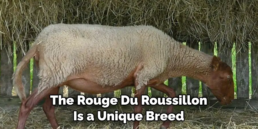 The Rouge Du Roussillon 
Is a Unique Breed