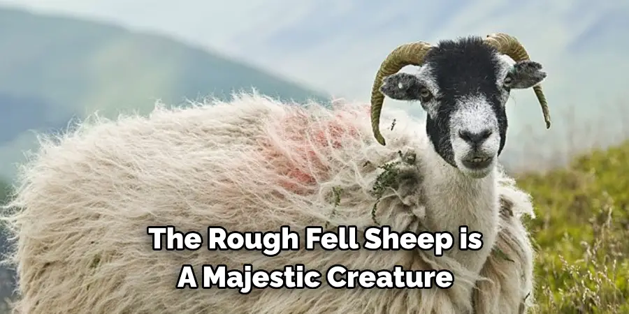 The Rough Fell Sheep is 
A Majestic Creature