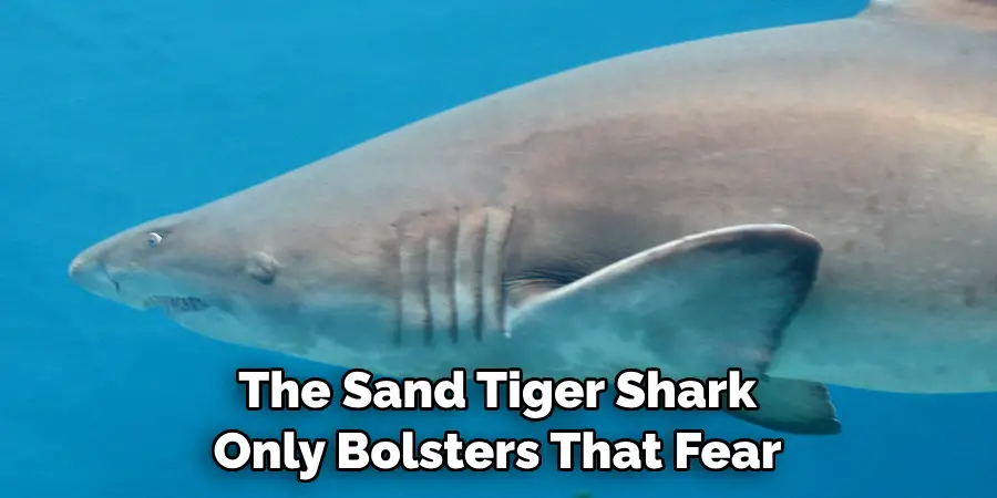 The Sand Tiger Shark 
Only Bolsters That Fear