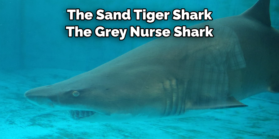 The Sand Tiger Shark 
The Grey Nurse Shark