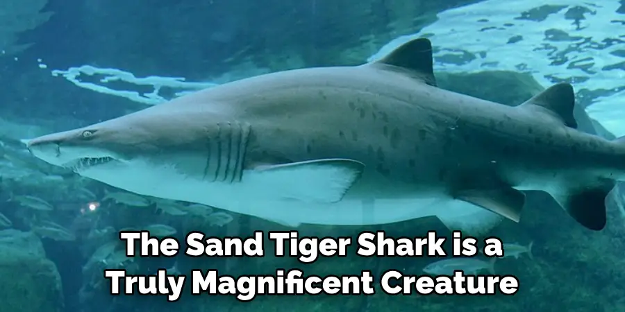 The Sand Tiger Shark is a 
Truly Magnificent Creature