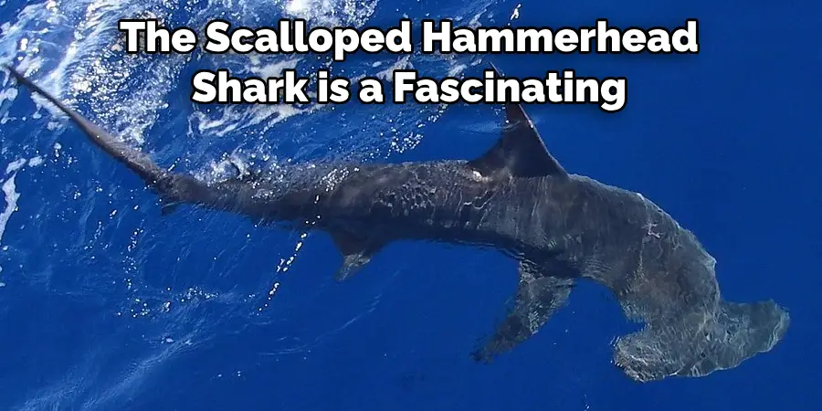 The Scalloped Hammerhead
Shark is a Fascinating