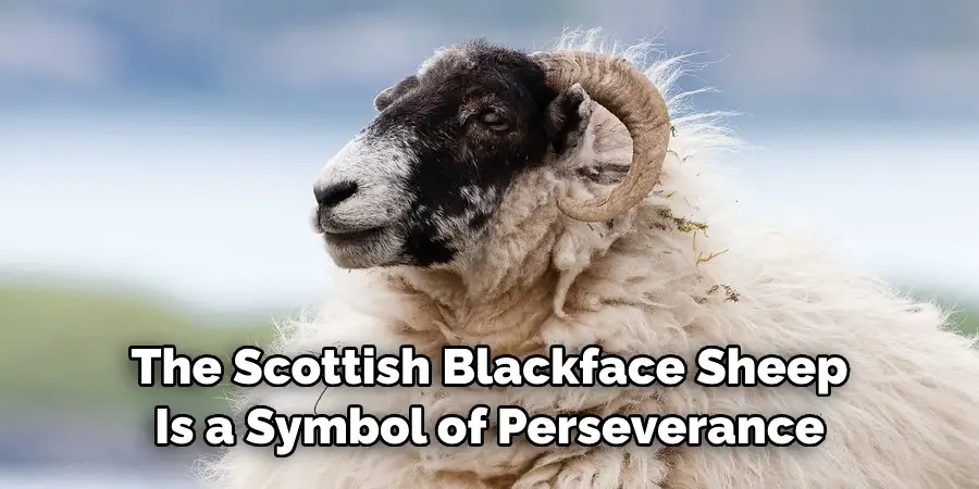 The Scottish Blackface Sheep 
Is a Symbol of Perseverance