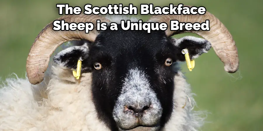 The Scottish Blackface 
Sheep is a Unique Breed