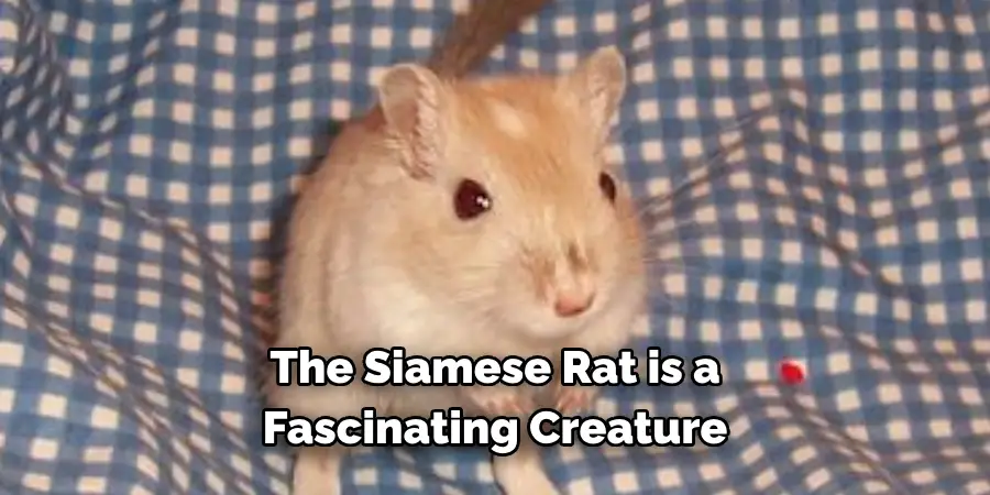 The Siamese Rat is a 
Fascinating Creature