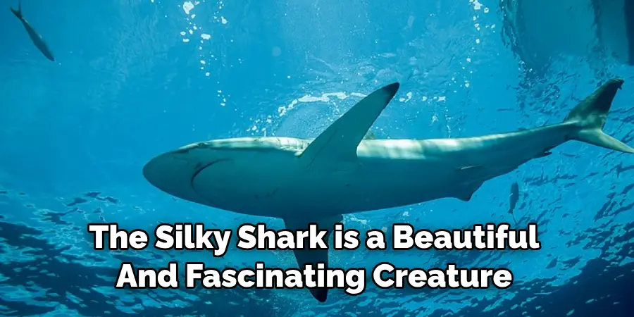 The Silky Shark is a Beautiful 
And Fascinating Creature