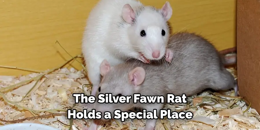 The Silver Fawn Rat 
Holds a Special Place