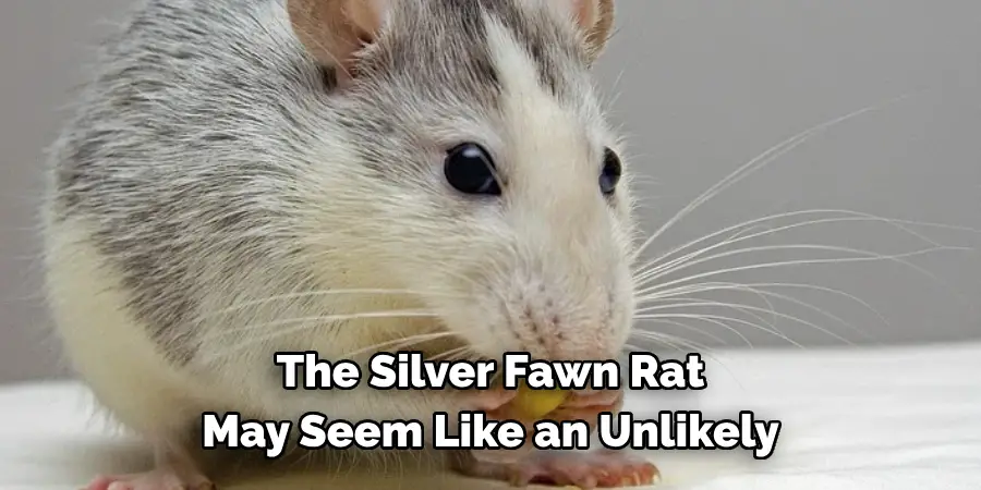 The Silver Fawn Rat 
May Seem Like an Unlikely