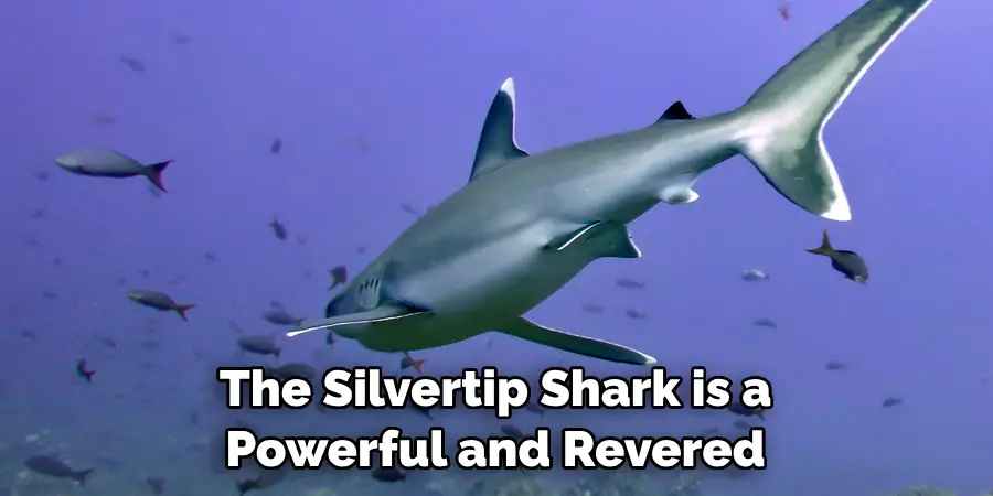 The Silvertip Shark is a
Powerful and Revered