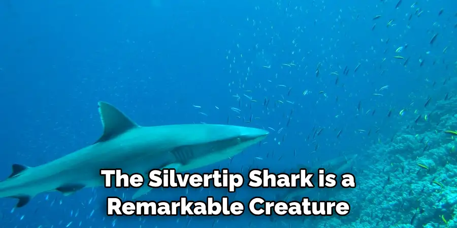 The Silvertip Shark is a 
Remarkable Creature