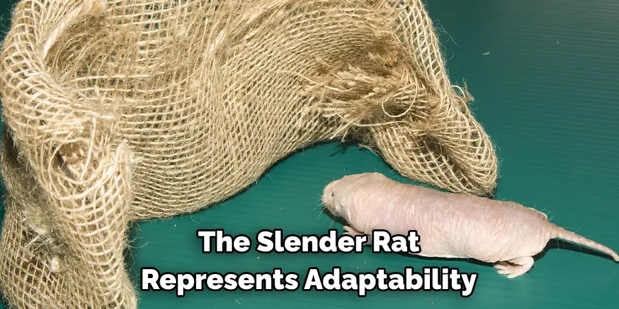 The Slender Rat 
Represents Adaptability