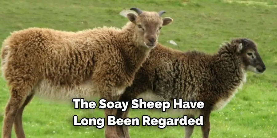 The Soay Sheep Have 
Long Been Regarded