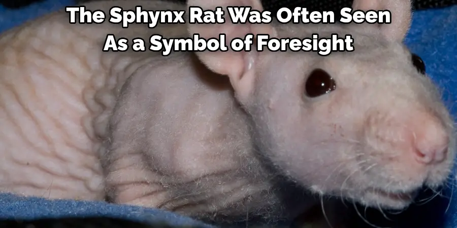 The Sphynx Rat Was Often Seen As a Symbol of Foresight