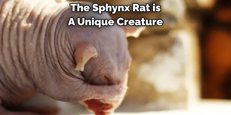 The Sphynx Rat is 
A Unique Creature