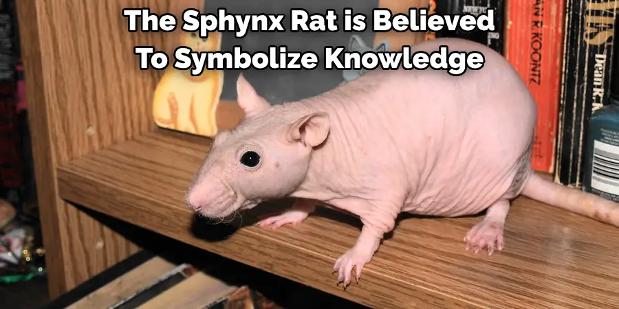 The Sphynx Rat is Believed 
To Symbolize Knowledge