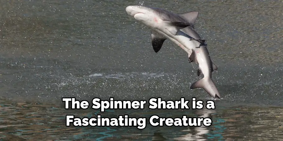The Spinner Shark is a 
Fascinating Creature