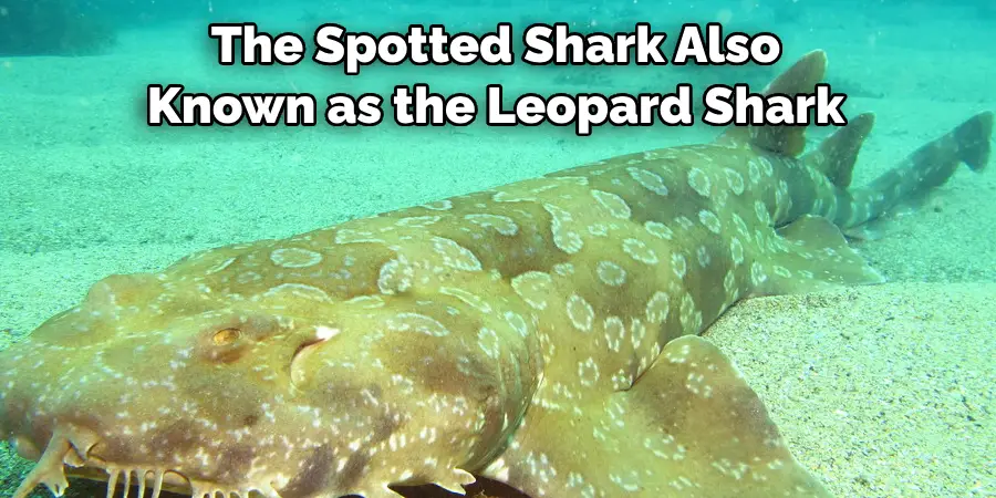 The Spotted Shark Also 
Known as the Leopard Shark