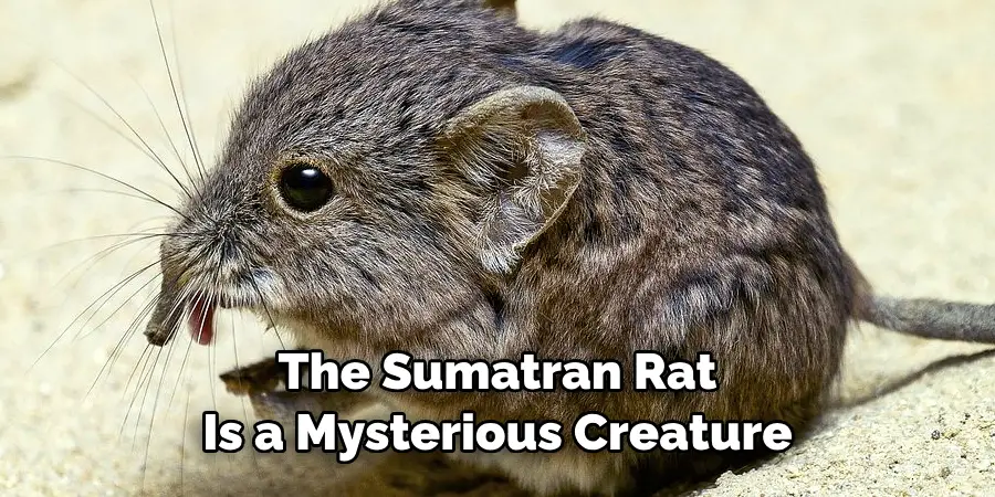The Sumatran Rat 
Is a Mysterious Creature