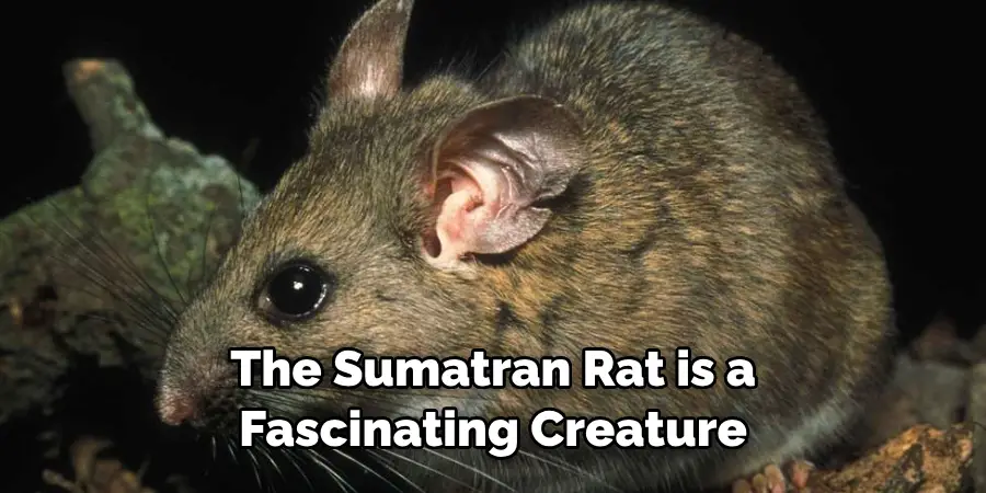 The Sumatran Rat is a 
Fascinating Creature